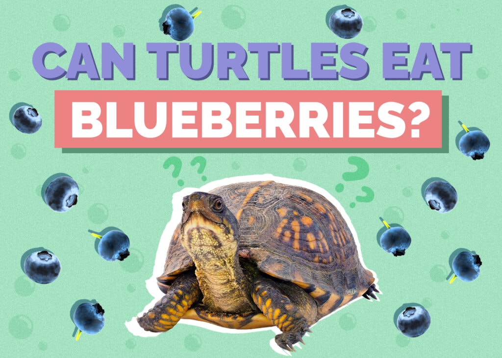 turtle-blueberries