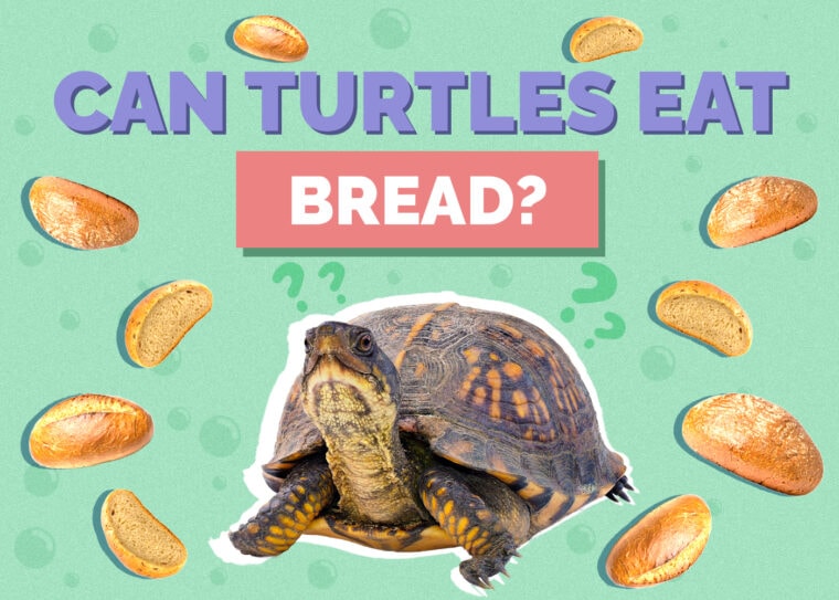 Can Turtles Eat Bread? VetReviewed Nutrition Facts & Safety Guide Hepper