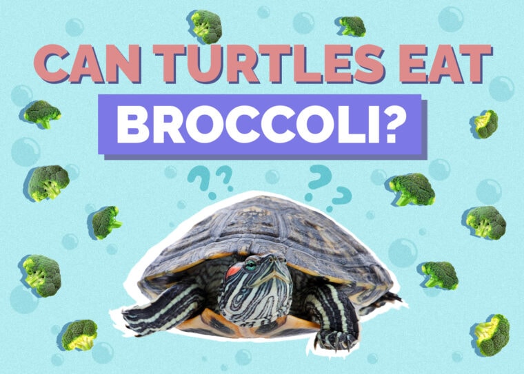 Can Turtles Eat Broccoli? VetReviewed Facts & FAQ Hepper