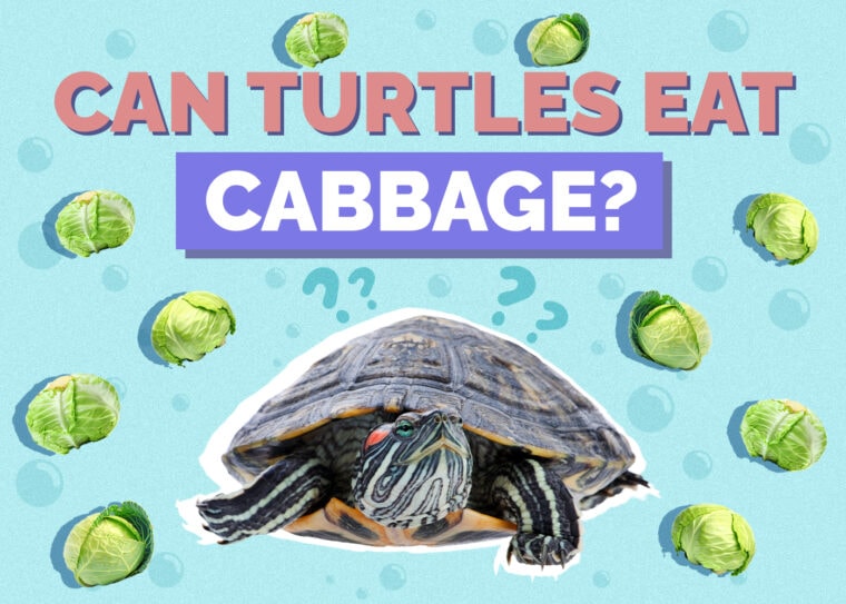 Can Turtles Eat Cabbage? VetReviewed Facts & FAQ Hepper
