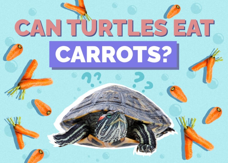 Can Turtles Eat Carrots? Our Vet Answers & Explains Hepper