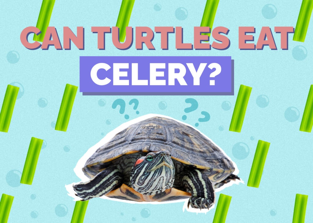 turtle-celery