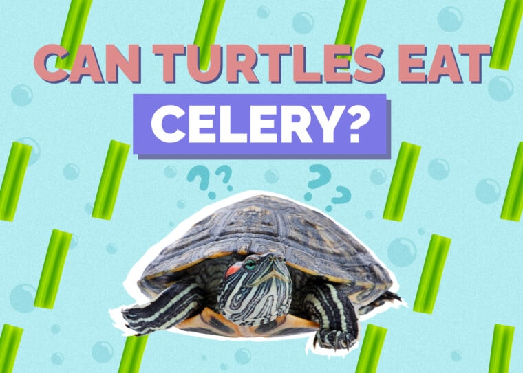 Can Turtles Eat Celery? VetReviewed Nutritional Facts & FAQ Hepper