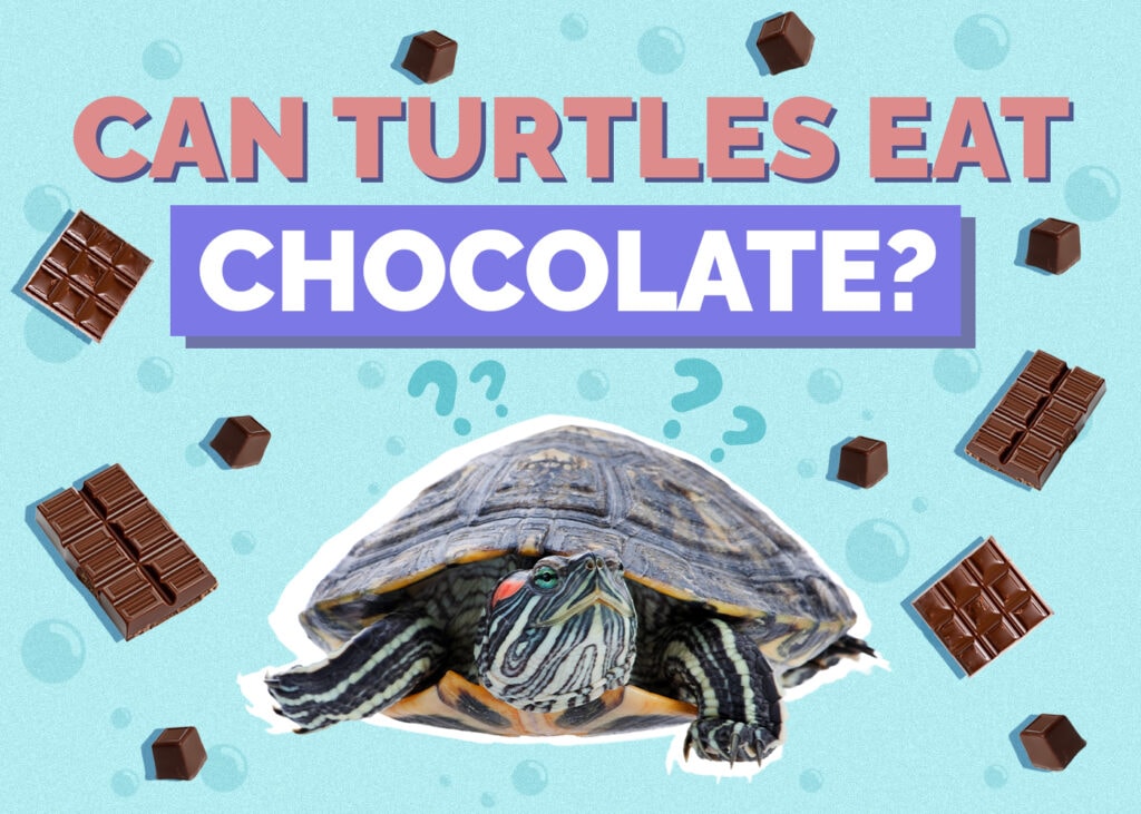 turtle-chocolate