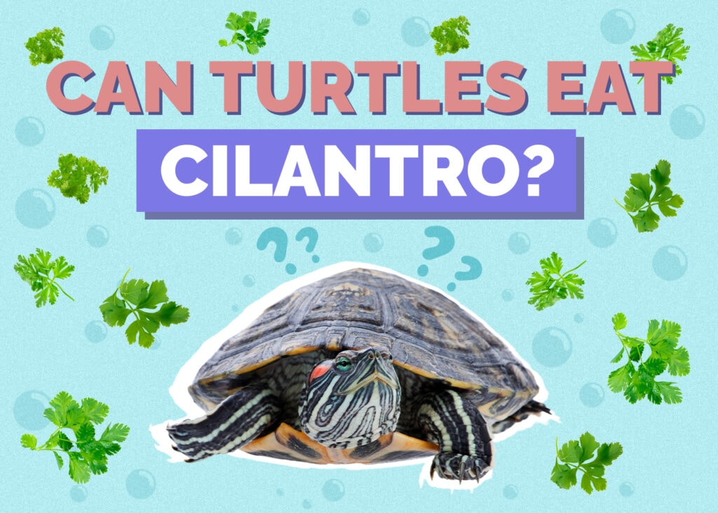 Can Turtles Eat Cilantro? Nutrition Facts & FAQ Hepper