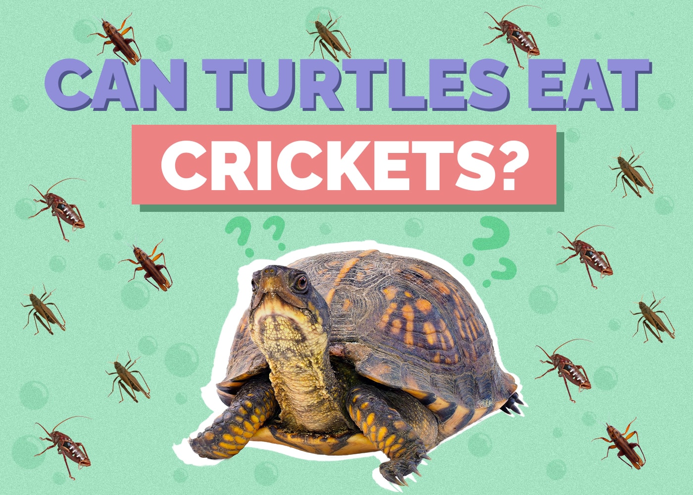 Can Turtles Eat Crickets? VetApproved Nutrition Facts & FAQ Hepper