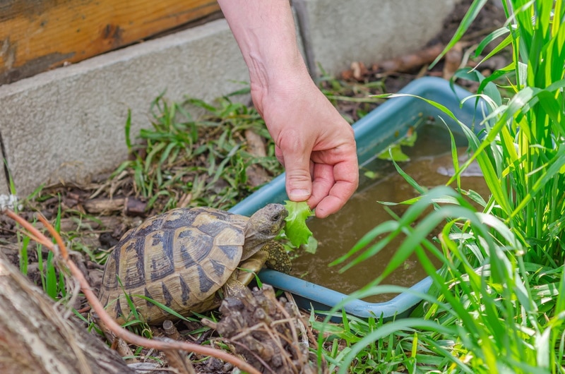 turtle eating grapes leaves