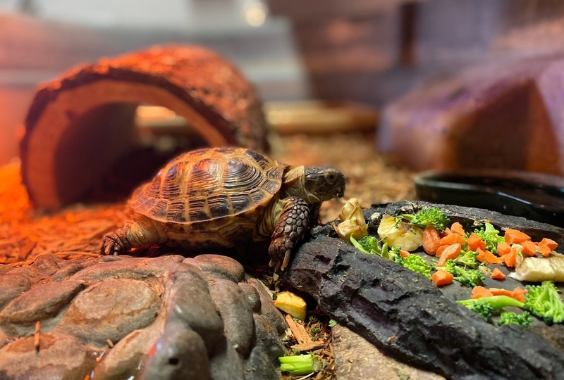 turtle eating vegetables