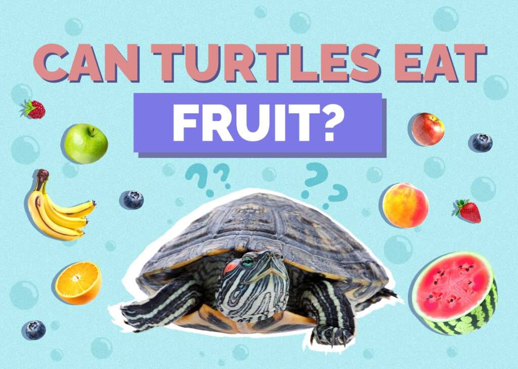 turtle-fruit
