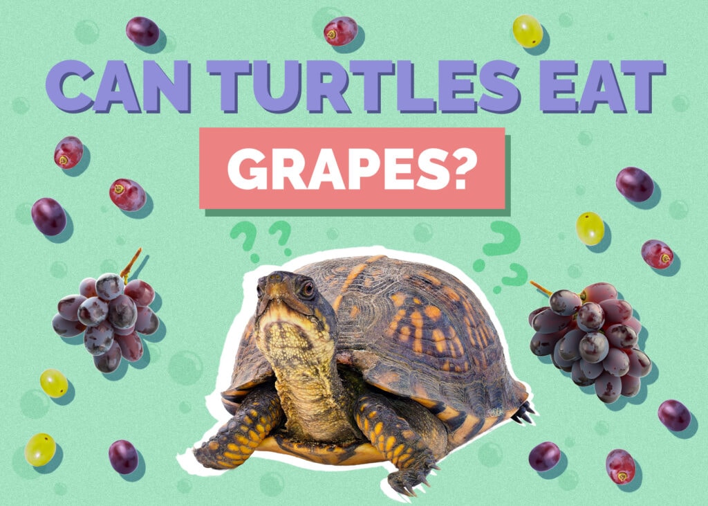 turtle---grapes