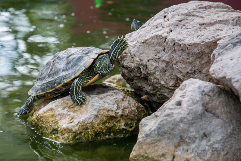 turtle in the pond