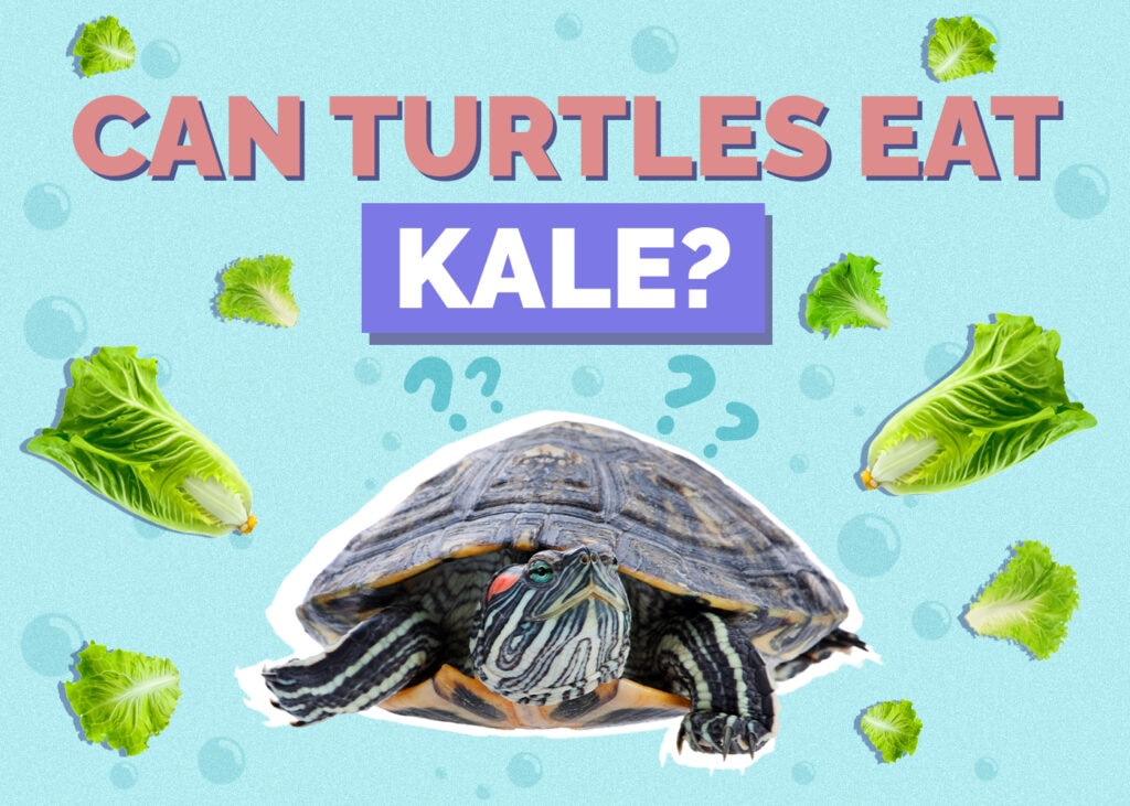 turtle-kale