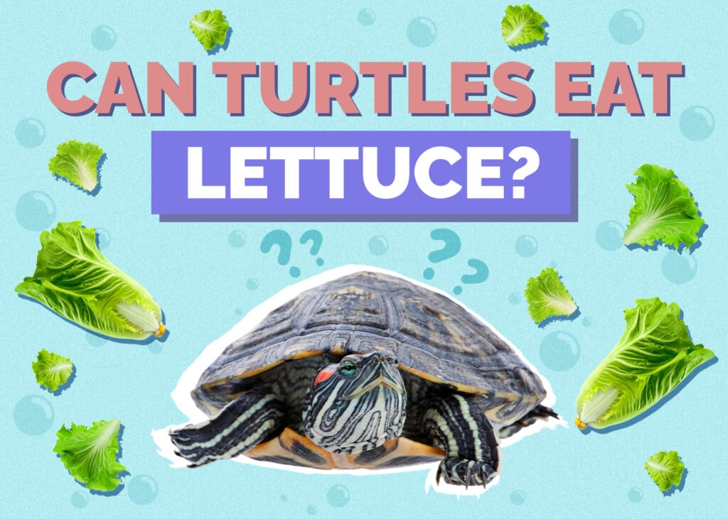 turtle-lettuce