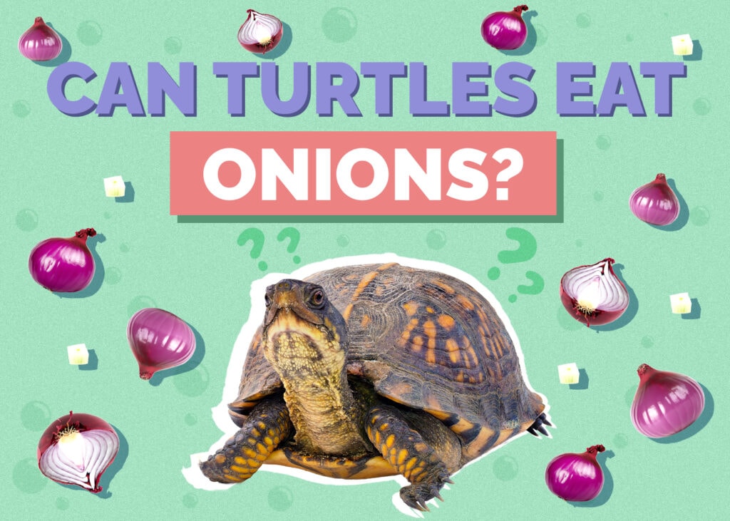 turtle-onions