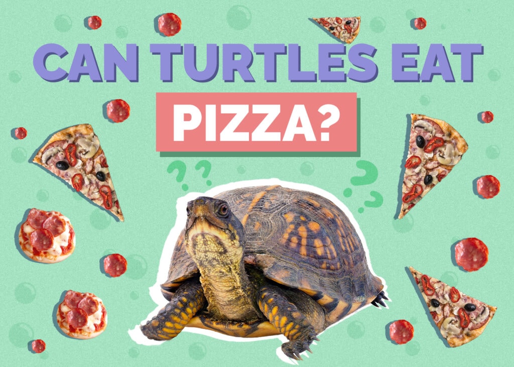 turtle-pizza