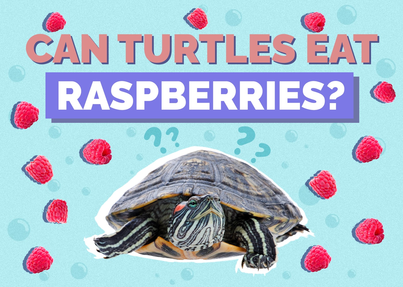 Can Turtles Eat Raspberries? VetReviewed Nutritional Facts & FAQ Hepper