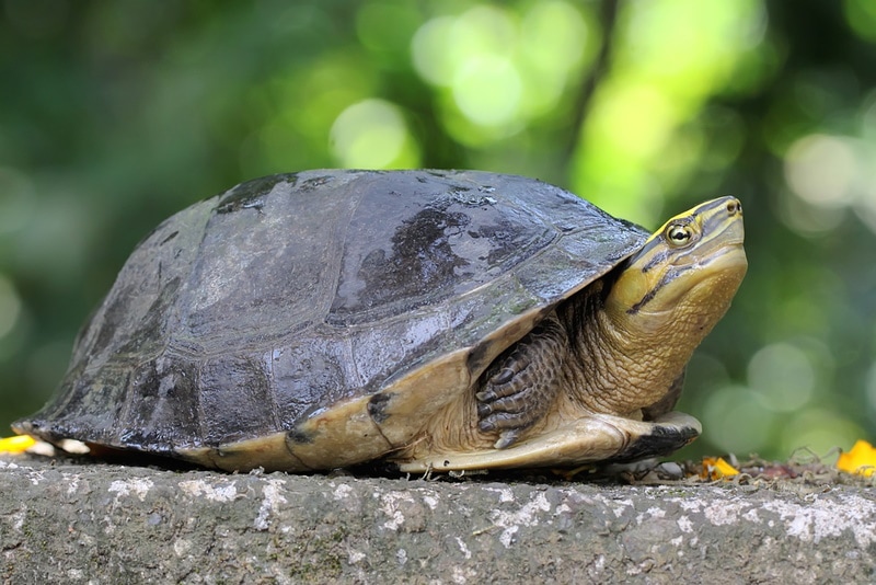 turtle resting in rock