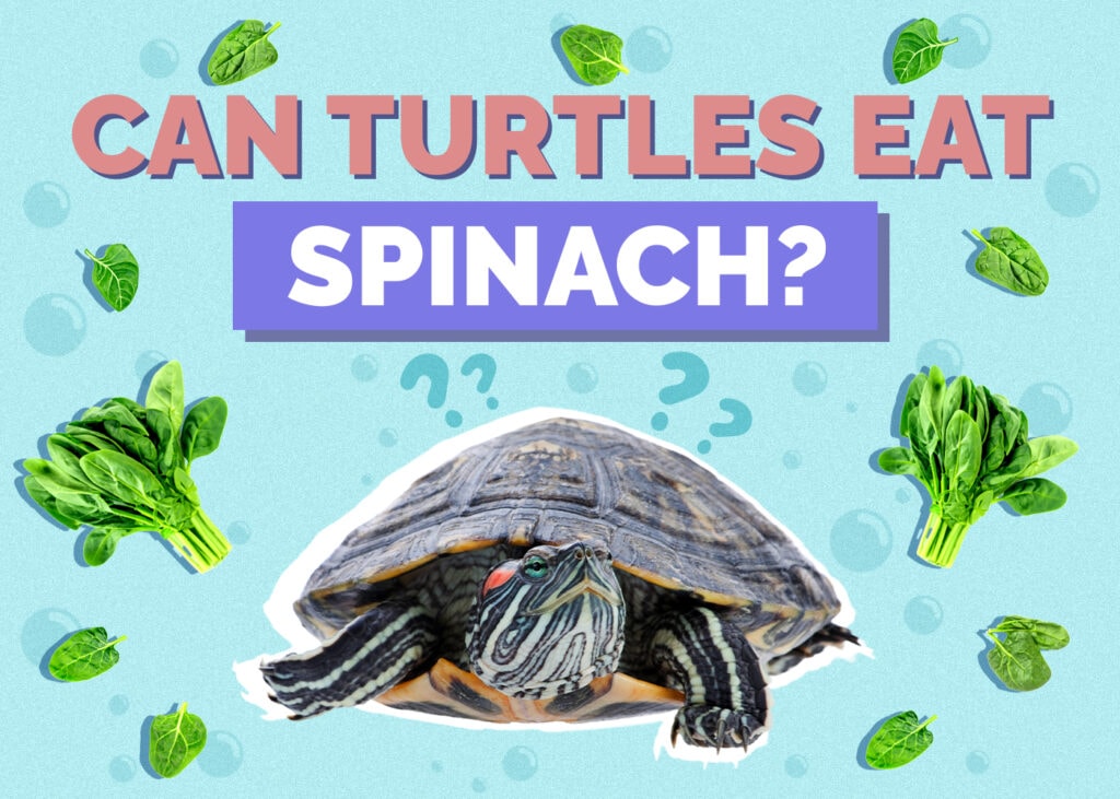 turtle-spinach