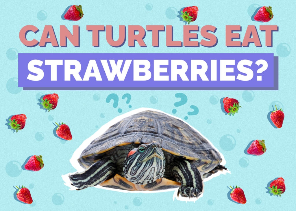 turtle---strawberries