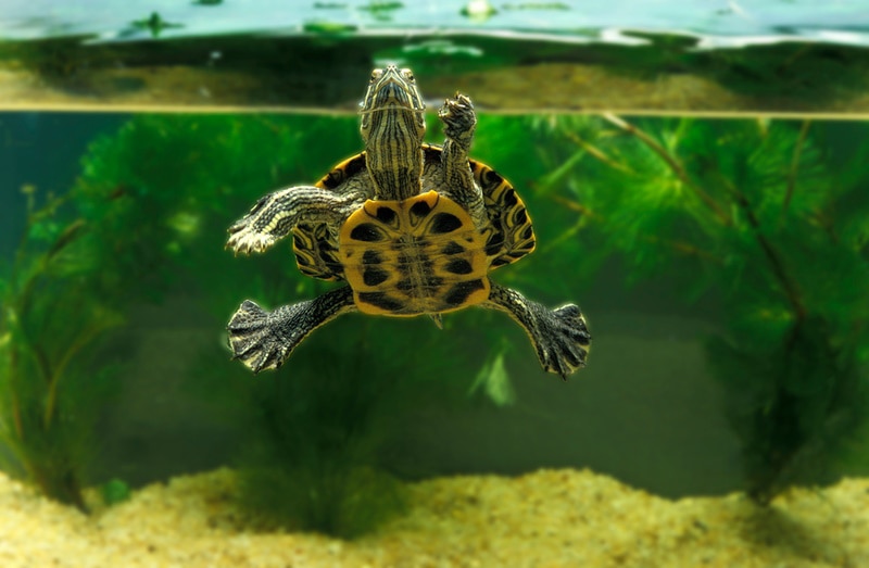 turtle swimming in aquarium