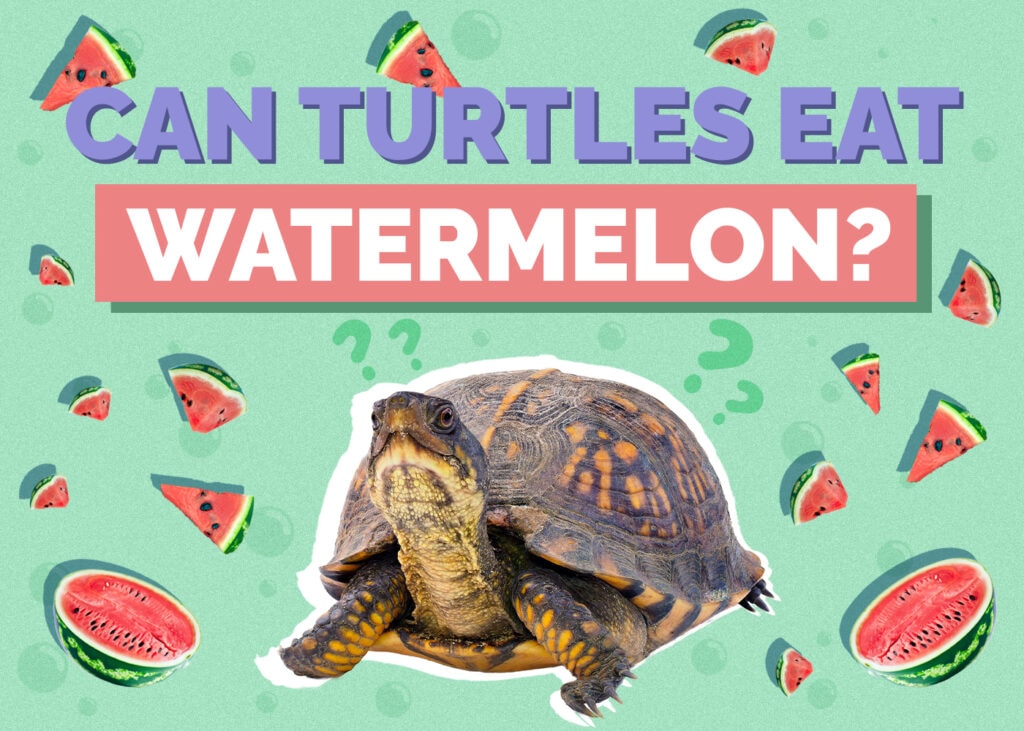 turtle-watermelon
