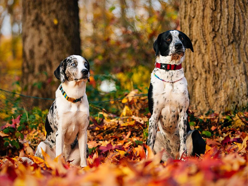 two australian shepherd dalmatian mix dogs at the park during autumn