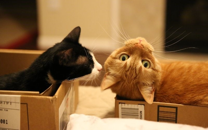two-cats-in-boxes