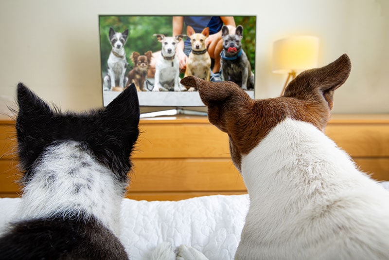 two dogs watching a dog program on tv