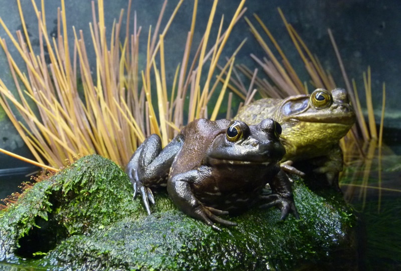 two frogs resting