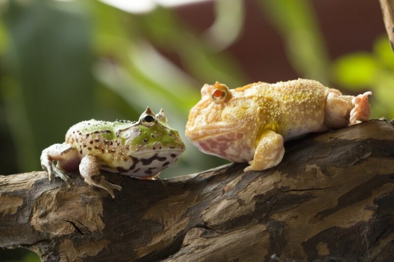 two pacman frog facing each other on a log in the wild