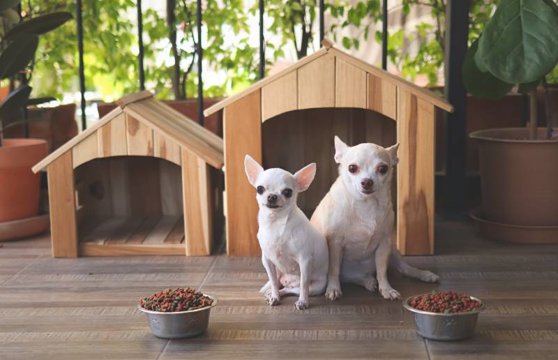 two short hair chihuahua dogs sitting in front of two wooden dog houses with dog food bowls