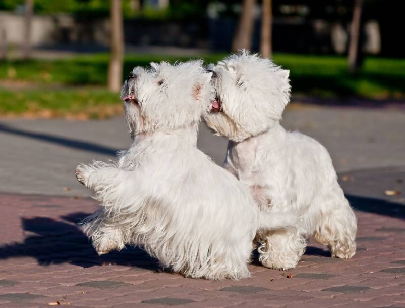 two west highland white terrier playing in the park