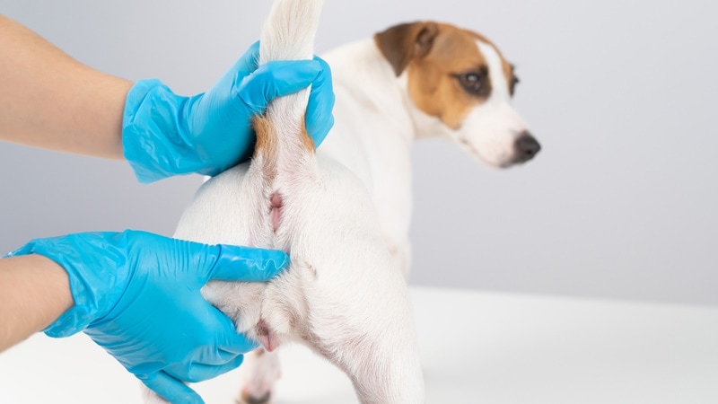 vet checking dogs anus