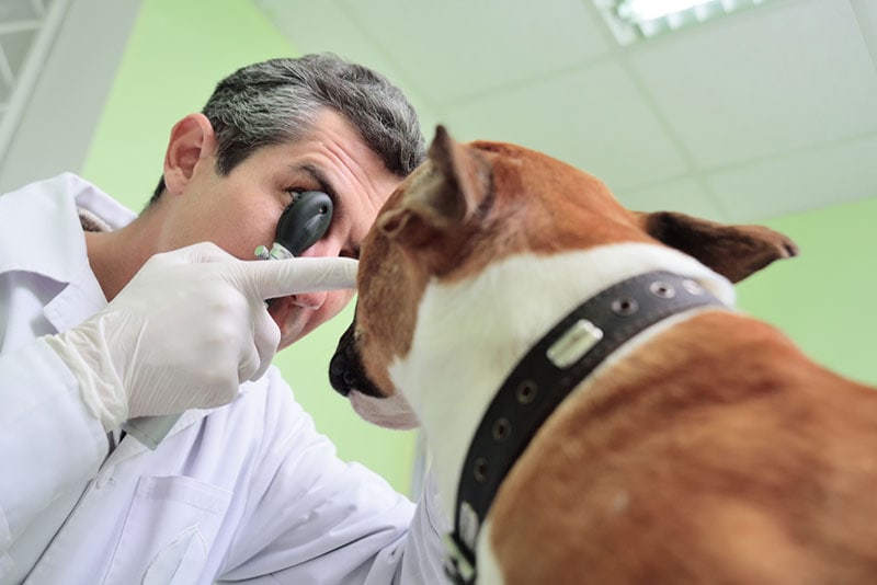 vet checking the eyes of the pitbull terrier dog