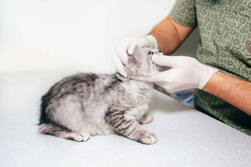 vet examining a cat's eye in the clinic
