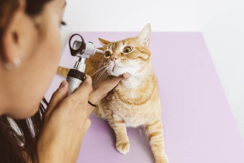 vet examining a cat's eye with a device