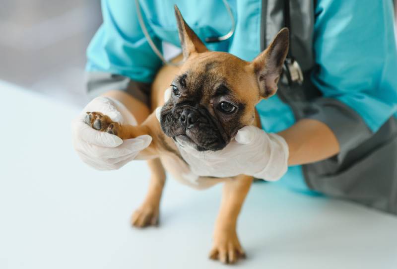 vet examining a french bulldog's leg