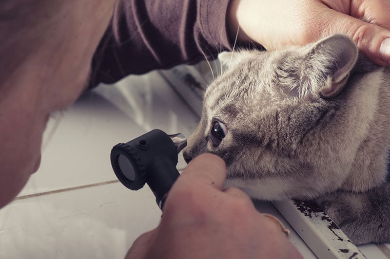 vet examining cat's eyes