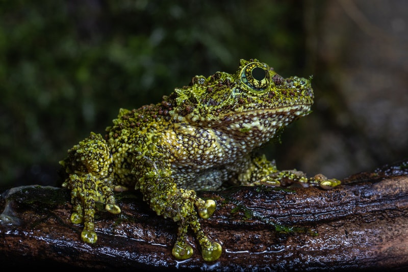 vietnamese moosy frog