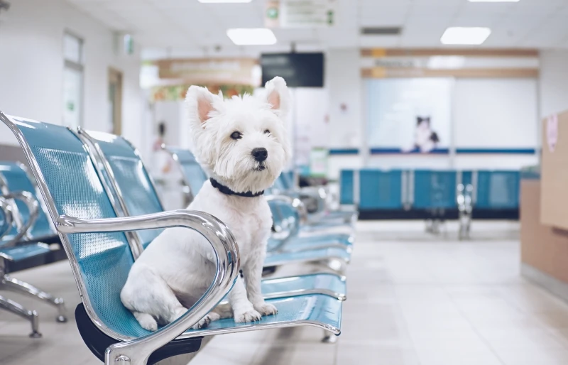 west highland white terrier dog sitting on metal bench at the vet clinic