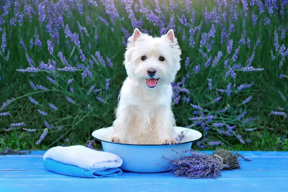 west highland white terrier westie tub bath towels lavendar