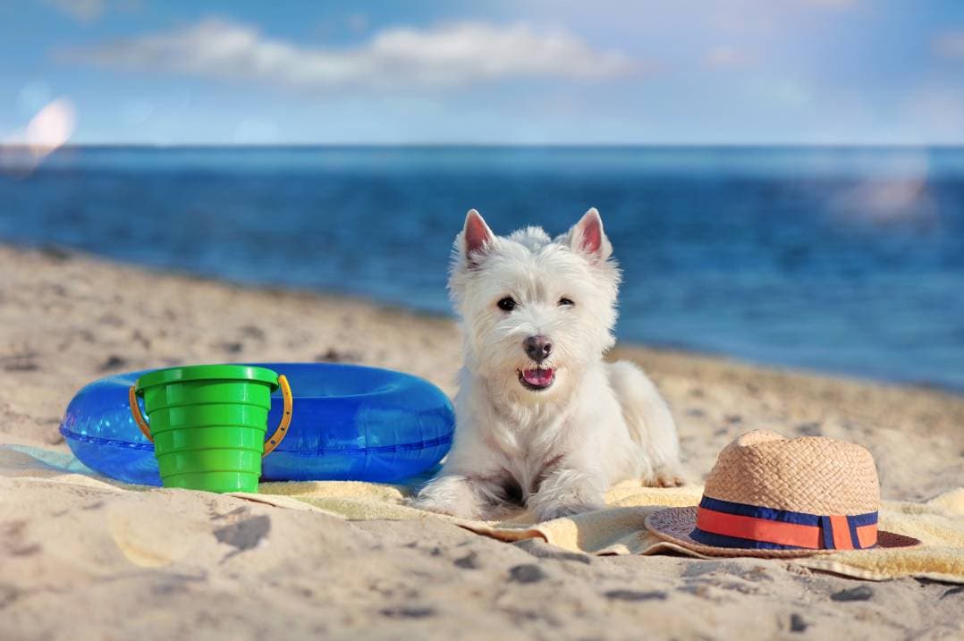 westie dog laying at the beach