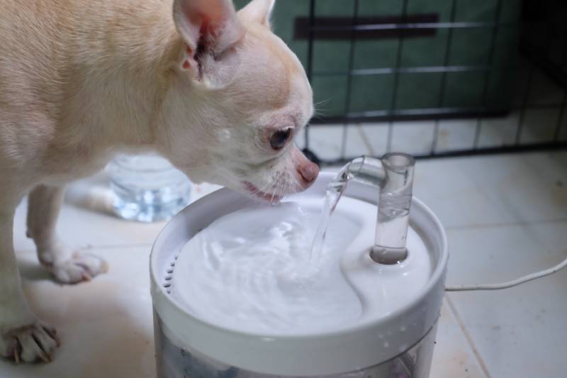 white Dog drink water in white pet drinking fountain