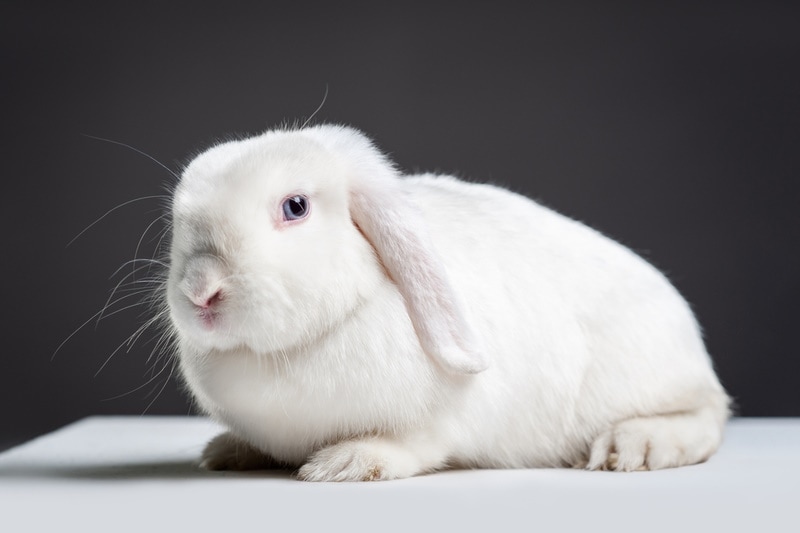 white german lop rabbit