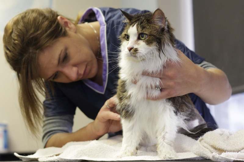 woman checking her cat skin