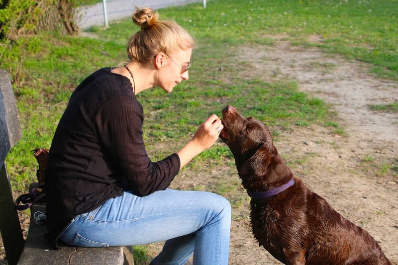 woman checking her dog lips