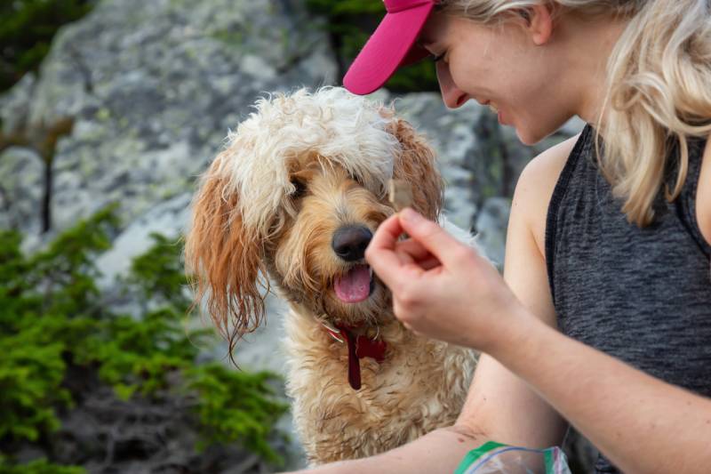 woman hiker is spending time with her golden labradoodle dog in the nature giving treat
