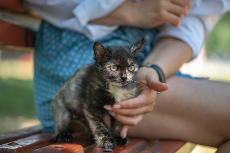 woman holding a homeless kitten outdoors