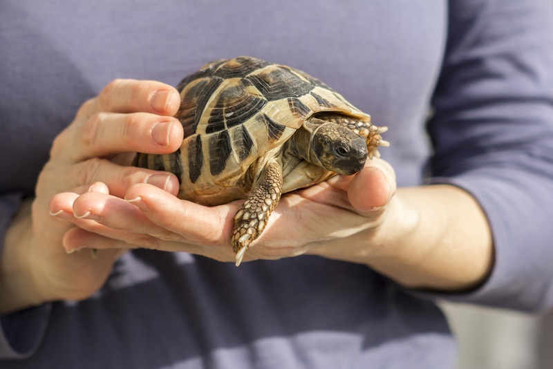 woman holding turtle