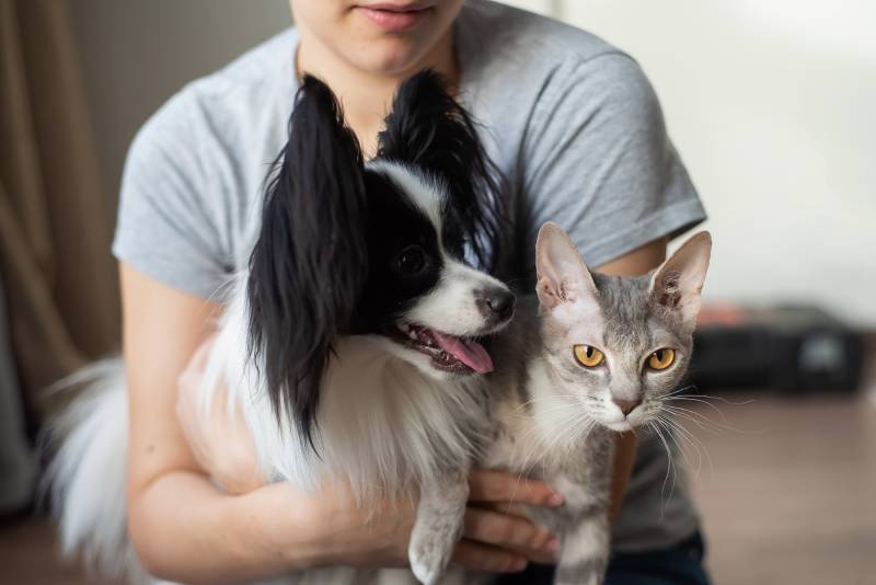 woman holds in her hands a brush sphinx cat and a papillon dog